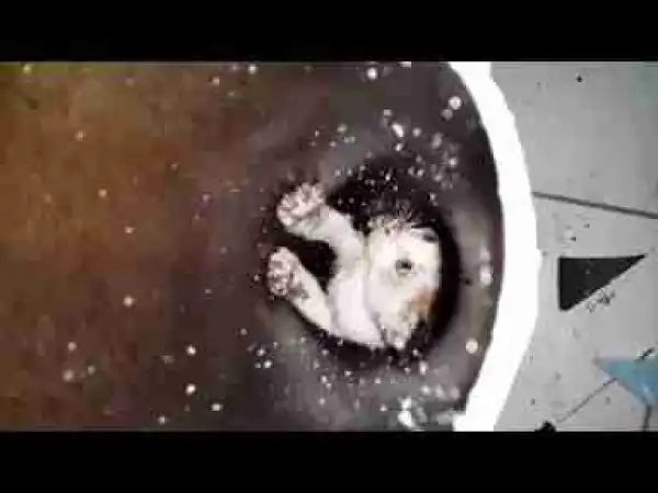 Saving Kittens | 5 Videos of People Saving Kittens from Trap